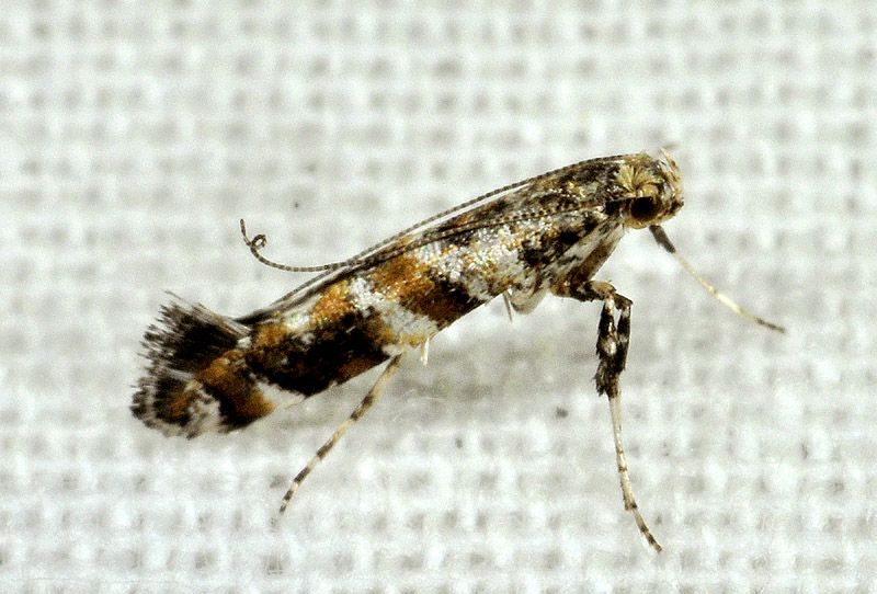 Gracillaria syringella - Gracillariidae